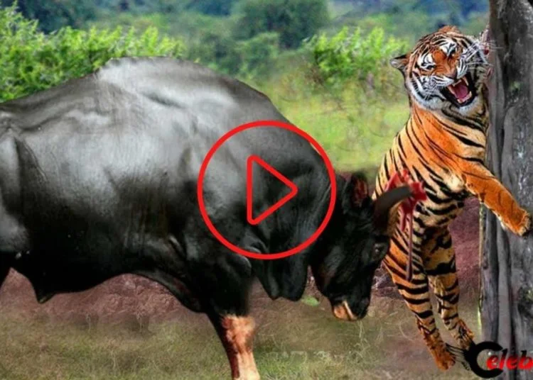 ষাঁড়ের তাড়া খেয়ে ভয়ে পালালো বাঘ! ভাইরাল ভিডিও দেখে হেঁসে লোটাপুটি নেট দুনিয়ার মানুষজন 1 jpg 20220903 143254 0000 1200x628 1