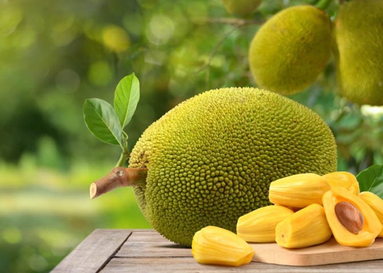 কাঁঠাল খাওয়ার ক্ষেত্রে যাদের সতর্ক থাকা উচিত 1 2E7569C0 4ECF 47D3 86B0 B8D0233F8457