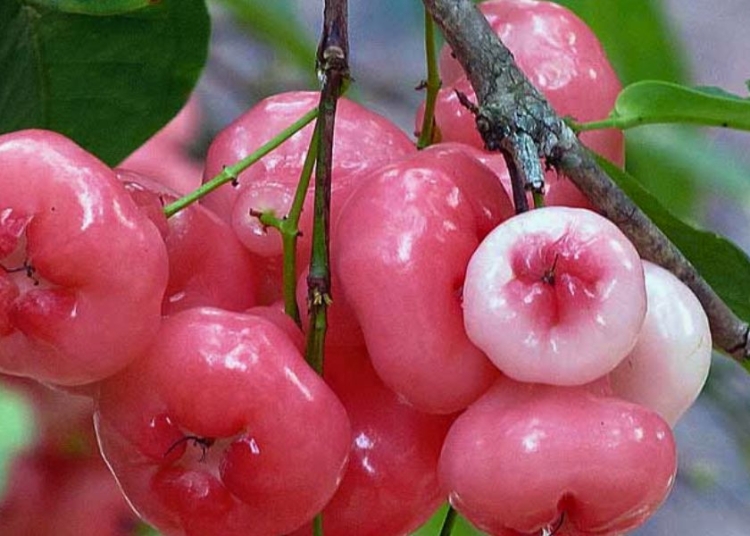 ডায়াবেটিস নিয়ন্ত্রণে কতটা উপকারী ওয়াটার অ্যাপল? 1 9BA15C6A 27C5 47F7 A0DF 5F29B0C9109E