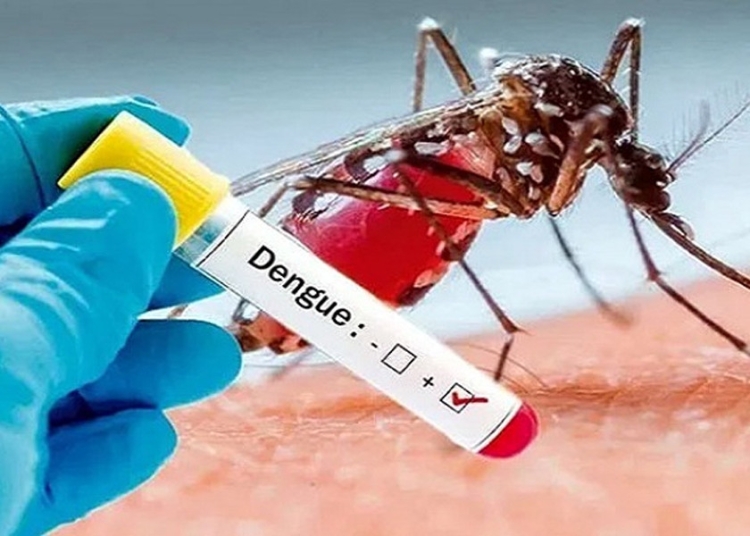 ডেঙ্গুতে আরো একজনের মৃত্যু, হাসপাতালে ২৬২ 1 B7DAB0F5 DEF3 4024 8853 6BD50E70D254