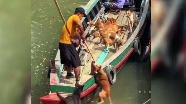 ১০-১২ হাজার টাকায় রাঙ্গামাটি থেকে মিজোরামে পাচার হচ্ছে কুকুর 1 758af88ef2f6f627837fd7935d3c5bb7 699d28570805b