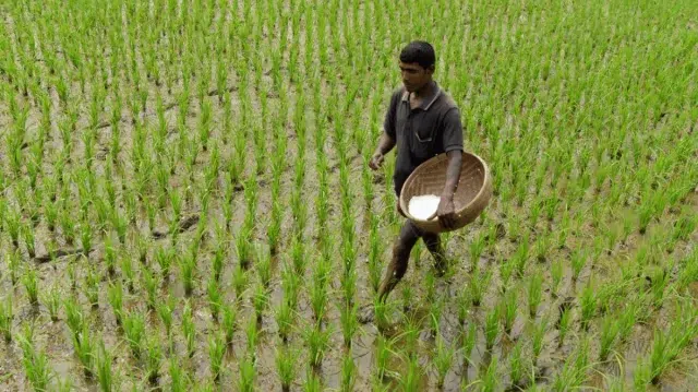 ২ লাখ ১০ হাজার টন সার কিনবে সরকার, ব্যয় ১ হাজার ৩৭০ কোটি টাকা 1 b4e31c1999499a0ed5212f8c88b7c040 6982b81ece658