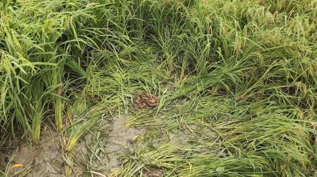 প্রতিবন্ধী তরুণীকে দলবেঁধে ধর্ষণ, হাত-পা বাঁধা অবস্থায় ধানক্ষেত থেকে উদ্ধার 1 99368d4b6351a91377f90a374ddf4d32 69f18ecf16158