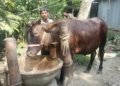এবার কোরবানির হাট কাঁপাবে ভোলার ‘জমিদার’ 13 37239f703d293cfd113957e9f5e29c3c 6a01fbd231c70