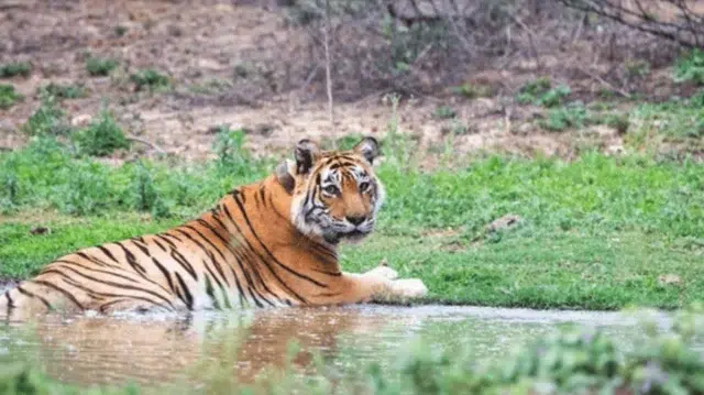 মহারাষ্ট্রে বাঘের আক্রমণে ৪ নারীর মর্মান্তিক মৃত্যু 1 5591c9b126c1519dac50ce1bdacd7445 6a102b9db8a1d.jpg
