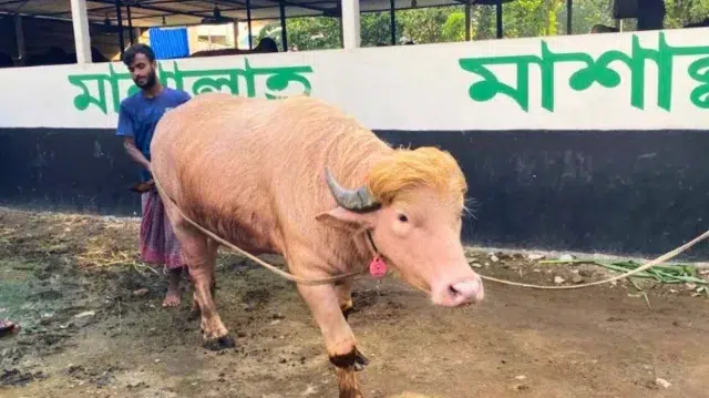 কোরবানির বদলে যে কারণে চিড়িয়াখানায় জায়গা হলো ‘ডোনাল্ড ট্রাম্পের’ 1 911e51b6ab1f6bbab6ffc968bdde2a27 6a174c5db6078