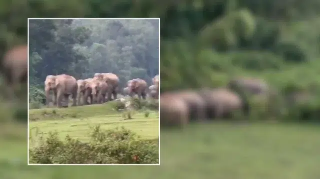 মায়ের মরদেহের পাশে শাবকের চিৎকার, দলবেঁধে লোকালয়ে এলো হাতির পাল 1 c3e3044fd1f69cb85f413edb75e0104d 6a098c5388b6b.jpg