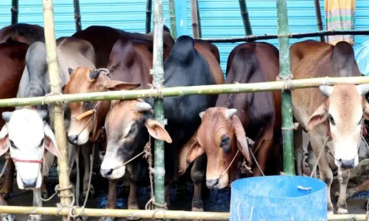 পশ্চিমবঙ্গে গরুর মাংস বিক্রিতে নিষেধাজ্ঞা ঘিরে উত্তেজনা, ক্ষতির মুখে ব্যবসায়ীরা 1 news 1779190404423