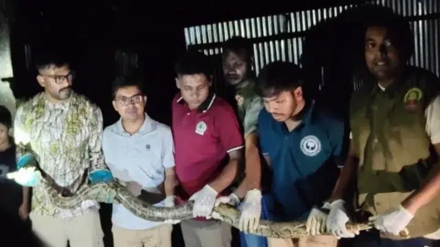 উখিয়ার বসতবাড়িতে মিলল ১০ ফুট লম্বা বার্মিজ অজগর 1 629be05469de7bffb5c6af9156ebcece 6a4de08105217