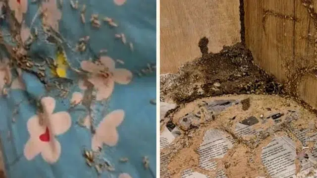 বরাদ্দ করা কক্ষে উইপোকা, রাতে না থেকেই সার্কিট হাউস ছাড়লেন বিরোধীদলীয় উপনেতা 1 f64db2b8c41a424d2a555fa172e61cc9 6a9b3120ac770